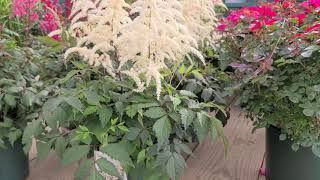 Astilbe Deutshland (False Spirea) // Outstanding, Classic Perennial, Time-Tested for 100+ years!