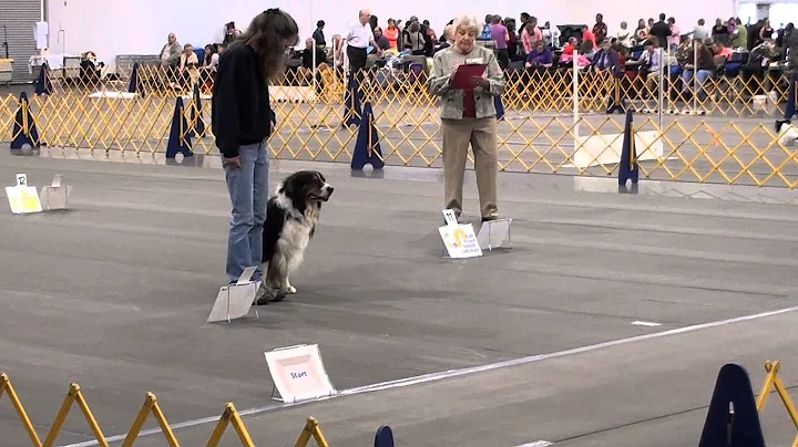 Pdx dog show.  7/20/13.  Ryder and Dorene.  Advanc...