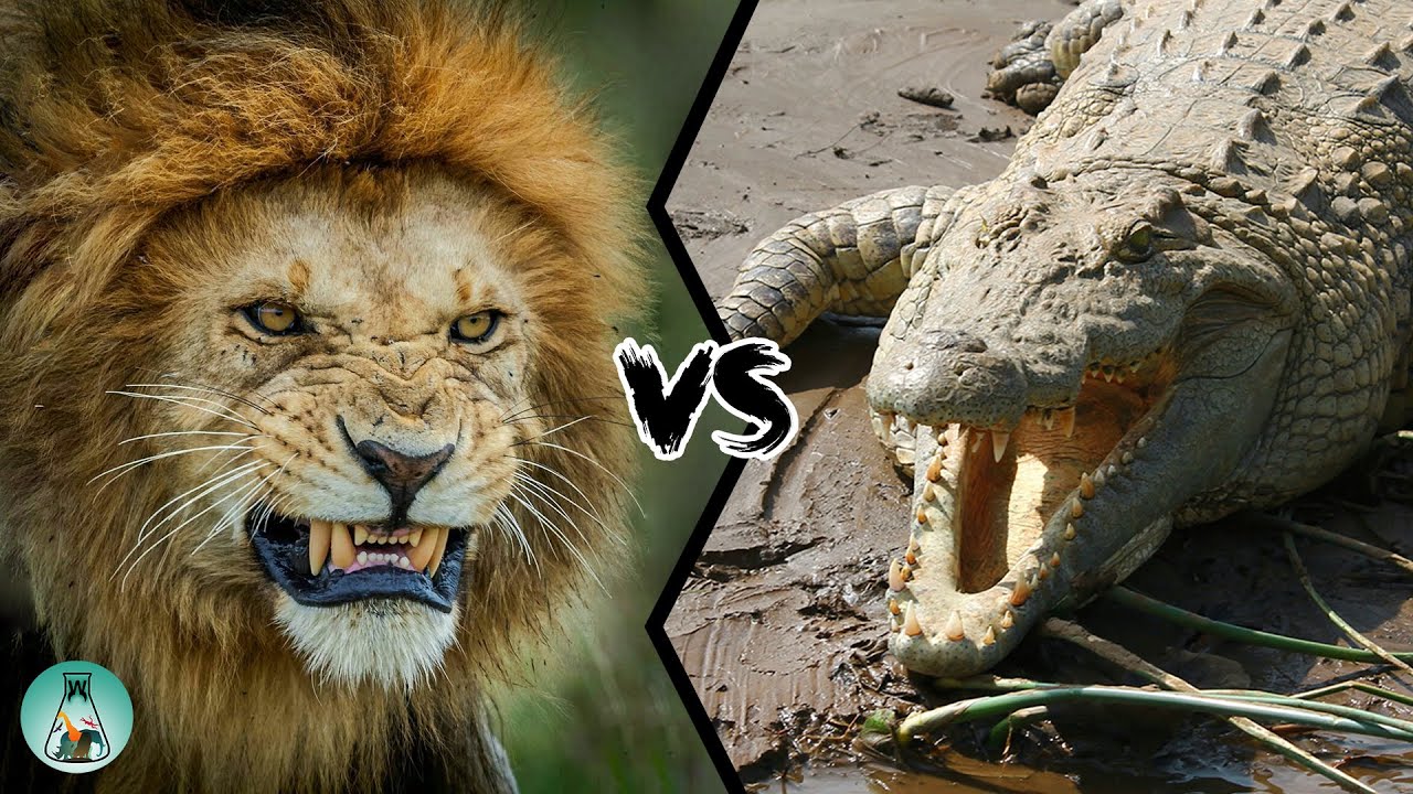 LION VS CROCODILE - Who Would Win?