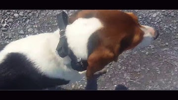 Puppy Training 101: This is What a Typical Day Should Look Like