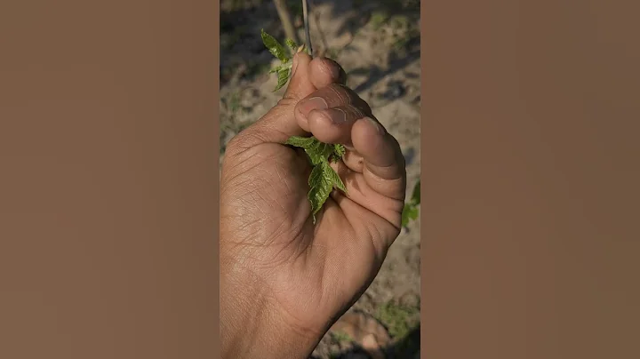 Top 1 Mulberry Timelapse Short Video | MULBERRY GROWING TIMELAPSE STATUS VIDEO ❤️🔥 - DayDayNews