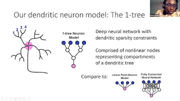 Talk: Can single neurons solve MNIST? The computational power of biological dendritic trees