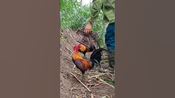 gà rừng tai trắng cực xong.qaib qus dawb pob ntxeg zoo tiag tiag