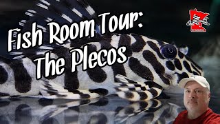 Fish Room Tour: The Pleco Tanks