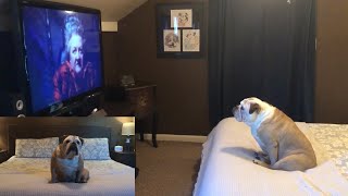 Khaleesi Reacts to PeeWee’s Big Adventure