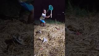 tips for catching batik chickens in straw remnants #nature #shortvideo #trending