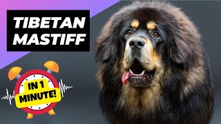 Tibetan Mastiff  The Fluffiest Giant Dog Breed | 1Minute Animals