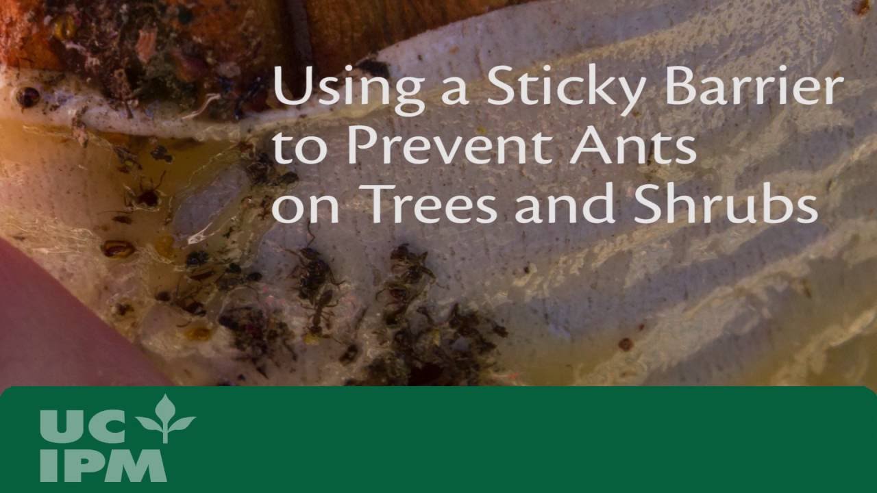 Како да ги спречите мравките да се качуваат по овошни дрвја