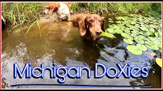 Michigan DoXies - A Dachshund Video