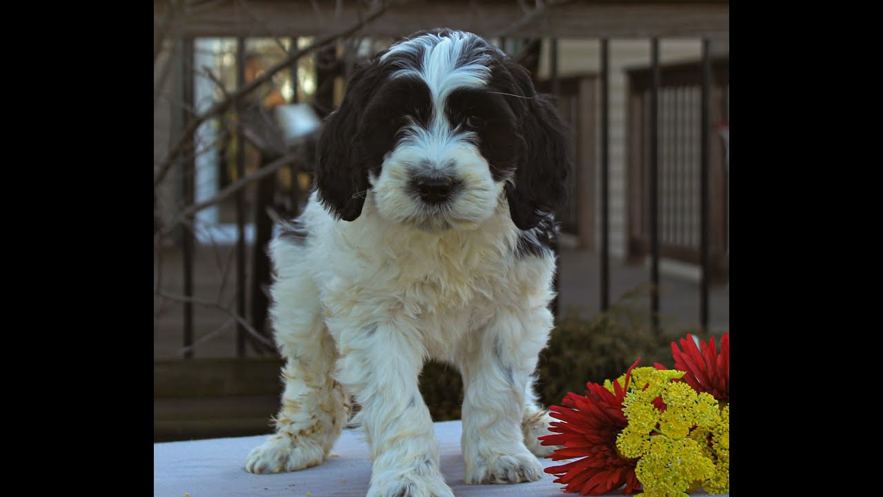 Portuguese Water Dog Puppies For Sale YouTube