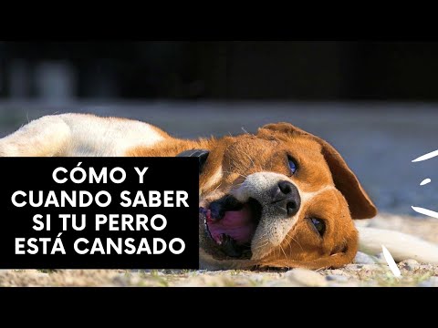 Video: ¿Qué significa que un perro siempre esté cansado?
