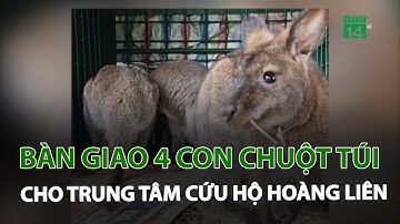 Cao Bằng bàn giao 4 con chuột túi cho trung tâm cứu hộ Hoàng Liên | VTC14