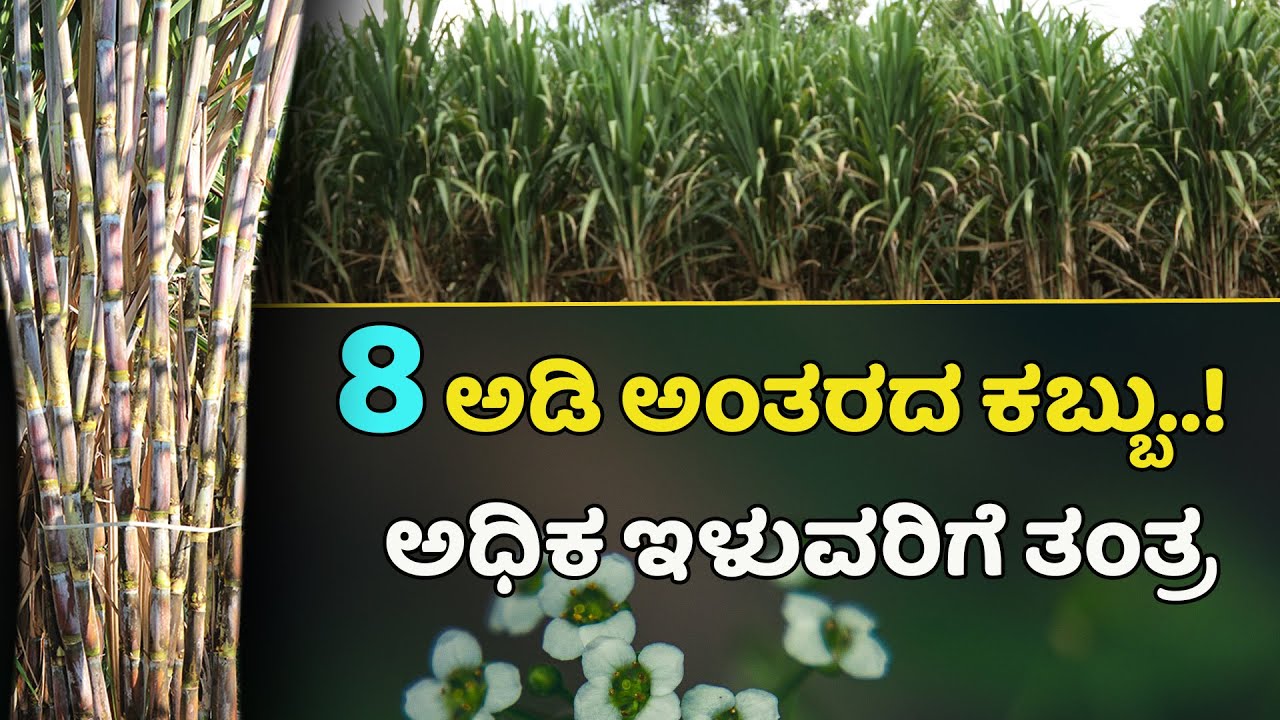 ಜೋಡಿ ಸಾಲು ಪದ್ಧತಿಯ ಕಬ್ಬು ಜತೆಗೆ ಡಯಂಚಾ. ಏನಿದರ ಮರ್ಮ? Organic sugarcane farming