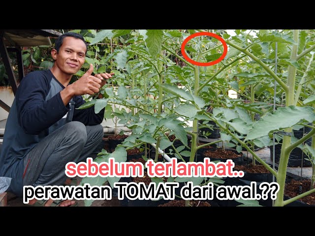 agar tomat berbuah lebat.lakukan ini sebelum terlambat.? #tomat #tomato #garden class=