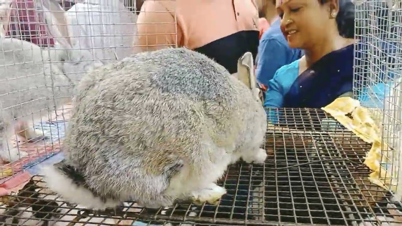 BIGEST RABBIT-BUNNY MARKET IN GALIFF STREET | CURRENT PRICE UPDATE ...