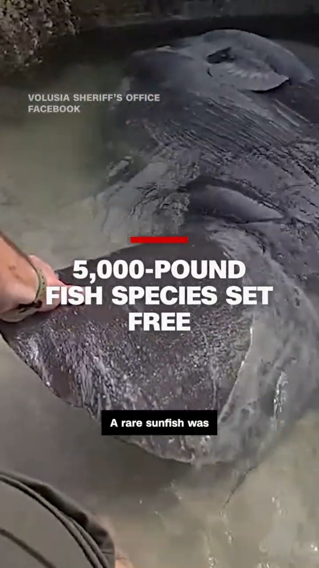 5,000-pound fish species set free