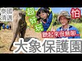 佐藤去完反轉印象•激推！！人生必須體驗一次的珍貴回憶！//兔子加糖 Vlog 大象保護園