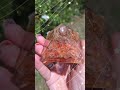 Amazing Selenite, Red Agate, Amazonite Gemstone Orgonite Pyramids