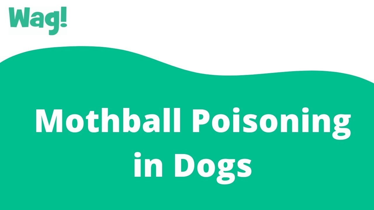 are mothballs toxic to cats and dogs