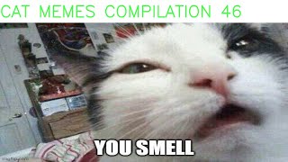 cat memes compilation 46