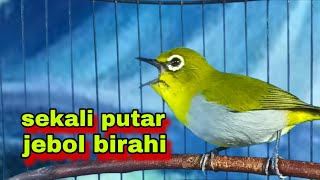 Pleci Ngecir Sambung Ngalas,Pancingan Pleci Bahan Biar Bunyi Dan Jebol Birahi