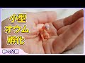 見たこともない小さなオウム　～超小型卵の孵化 その２～