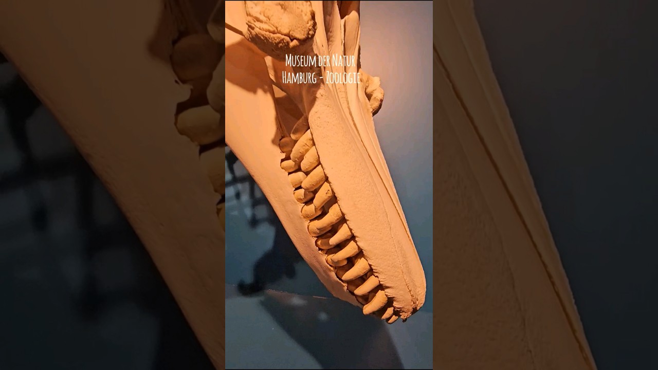 Museum der Natur Hamburg - Zoologie 