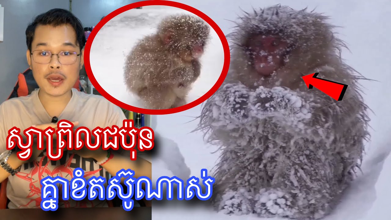 អាណិតណាស់ស្វាព្រិលជប៉ុន ដែលអាចតស៊ូជាមួយសីតុណ្ហភាព-20សង្សាសេ l Mr.Veasna