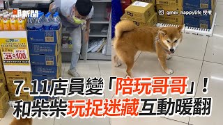 711店員變「陪玩哥哥」　和柴柴玩捉迷藏互動暖翻│寵物│狗狗│柴犬しばいぬ│Pet│Shiba