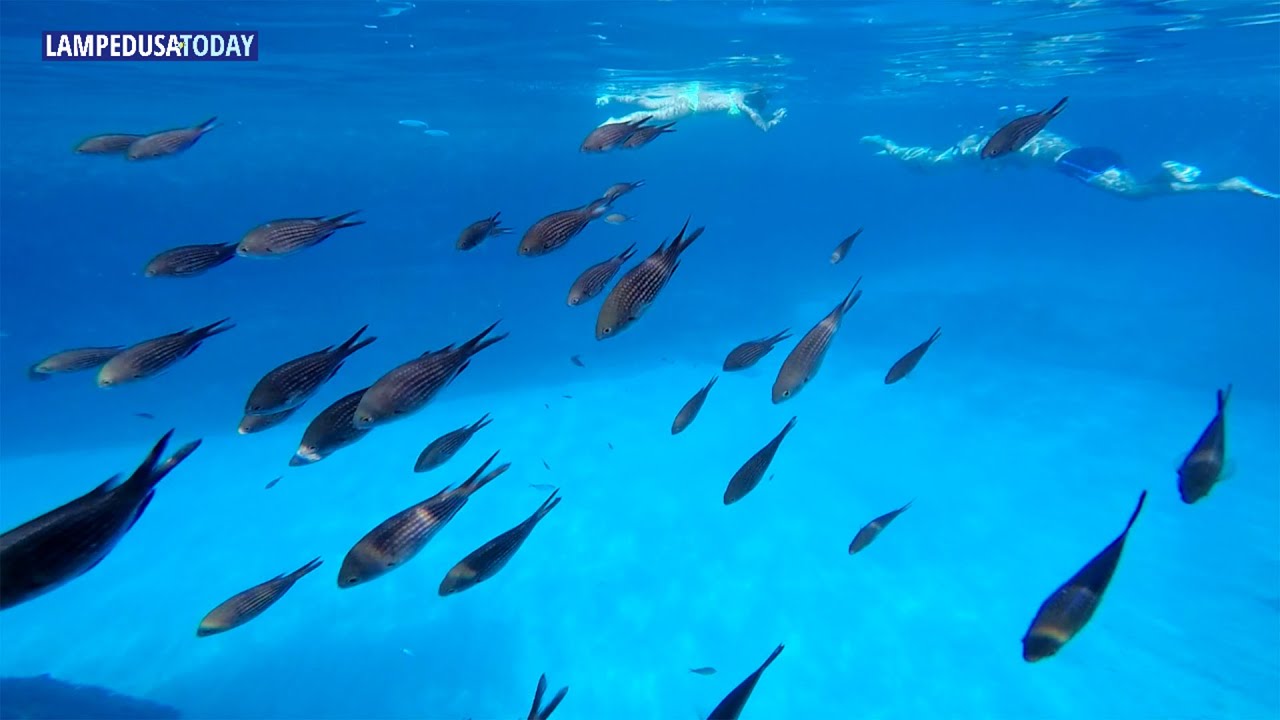 Snorkeling a Lampedusa - Agosto 2015