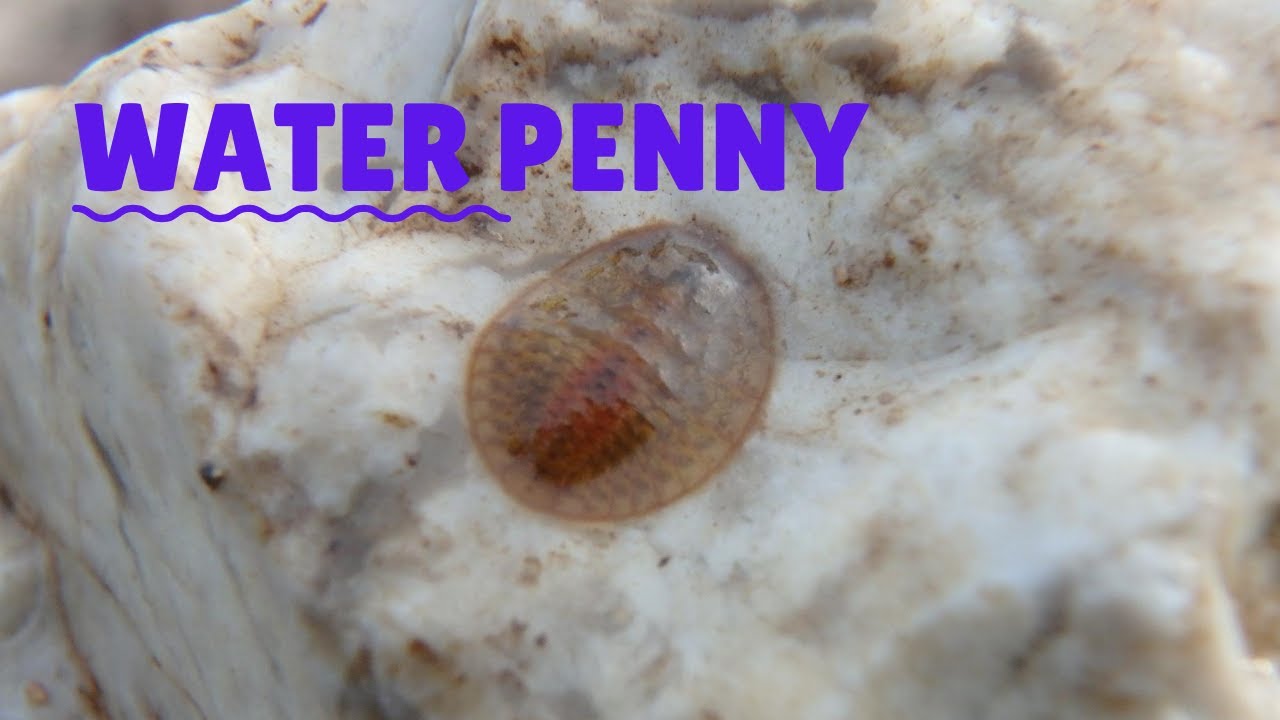 water-penny-youtube