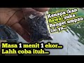 Test langsungmancing bawal dapat banyak banget pakai umpan ini  umpan cantol baba