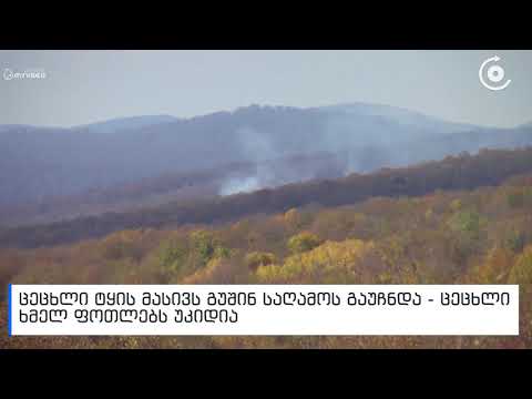 ხანძარი დიდი ჩაილურის ტყეში