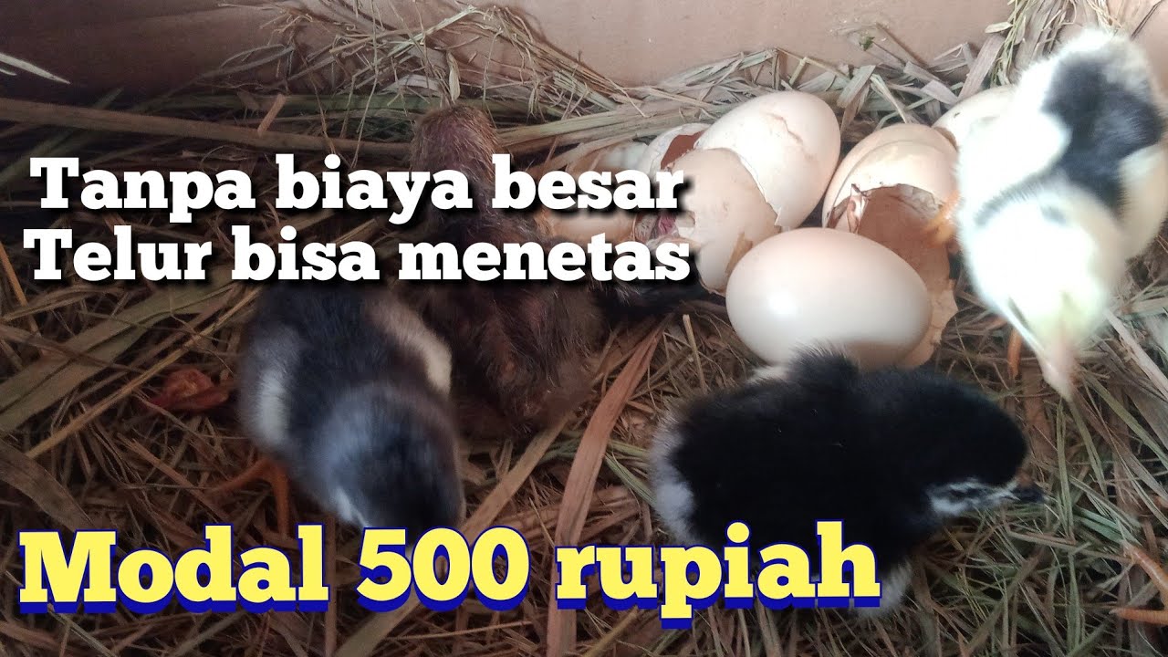 cara menetaskan telur ayam dengan kardus bekas tanpa listrik, berhasil 100%(@ejt channel)