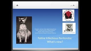 Feline Coronavirus and FIP: What’s New? - conference recording Feline Coronavirus and FIP: What’s New? - conference recording
