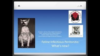 Feline Coronavirus and FIP: What’s New?  conference recording