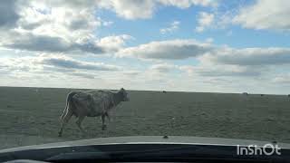 Жеребец Пытался Угнать Кобыл.