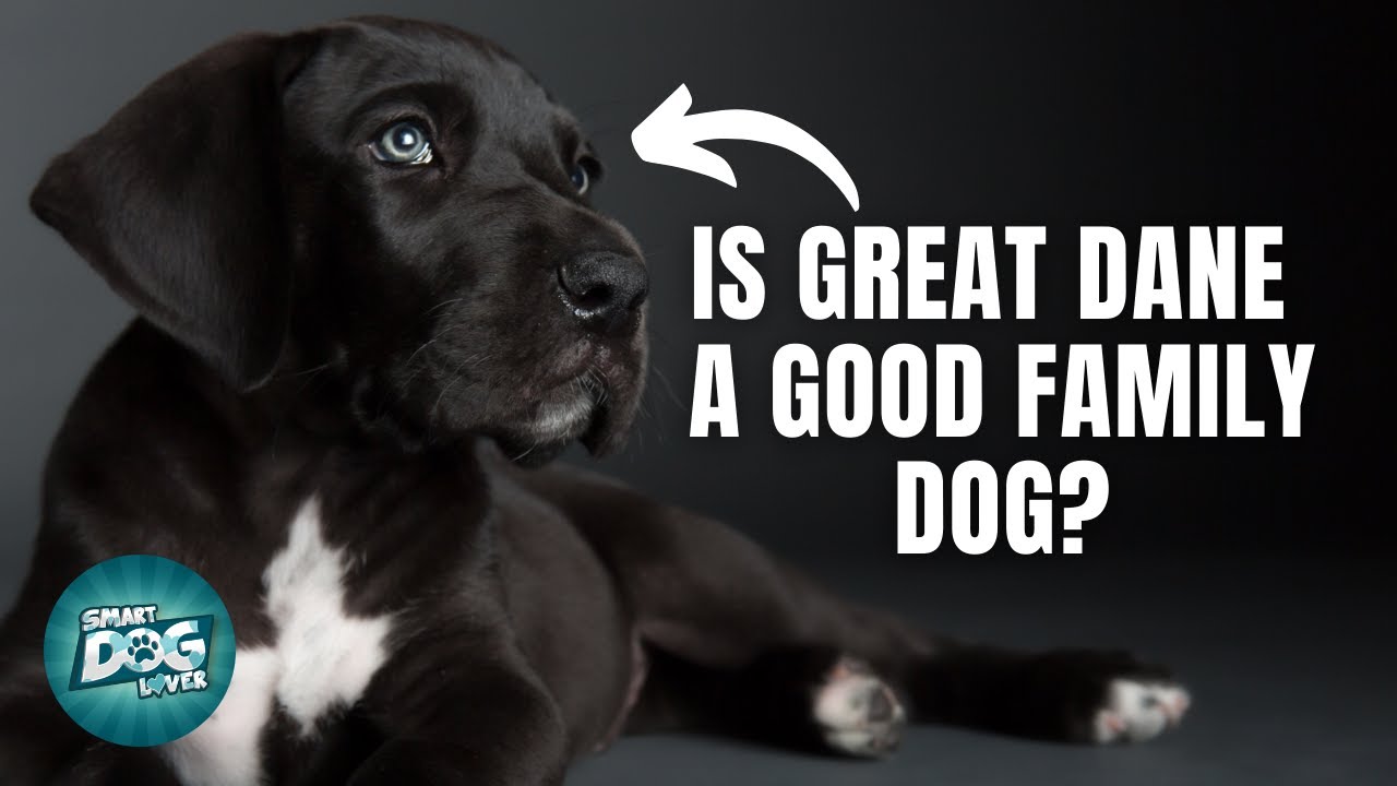 How Smart Is A Great Dane