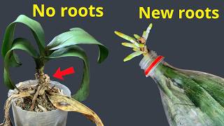 Deze orchidee verloor al haar wortels... Dit is wat er gebeurde.