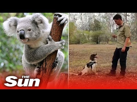 Video: Pet Scoop: Tidigare soldat förenad med Sök Hund, byta Koalas Träd på natten