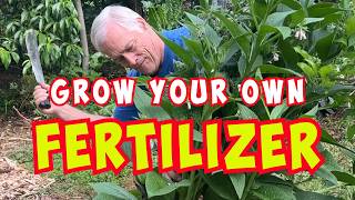 👨‍🌾Comfrey 101 🌿 | This Plant IS Fertilizer