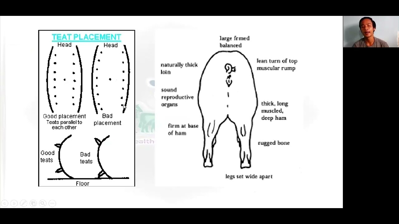 မျိုး၀က်မ‌ စနစ်တကျရွေးချယ်ခြင်း