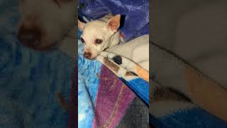 My dog Sparky 🤩😍