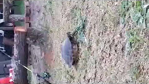 the turtle