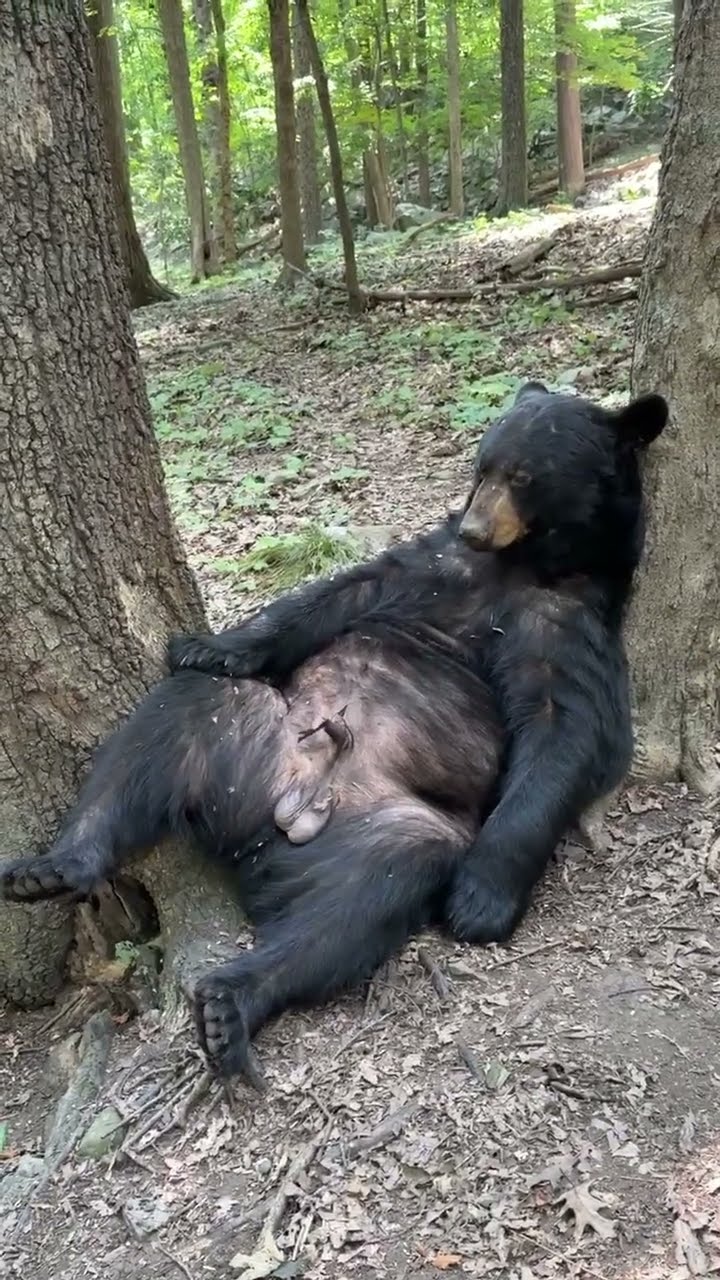 Black Bear Naps Between Two Trees || ViralHog