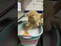 قطة تستحم Shorts لايك اشتراك