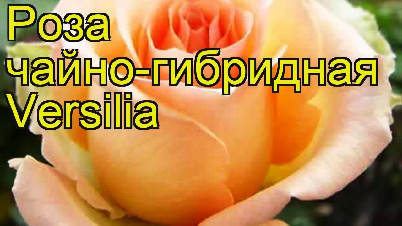 Роза Циркус Фото И Описание