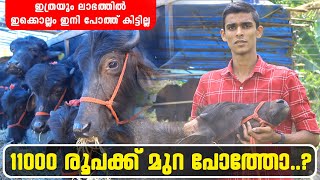 Buffalo Sale kottayam | Cherppunkal Murrah Farm | മുറ പോത്ത് 11000 രൂപ മുതൽ #murrah