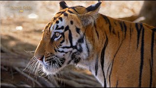 Tiger Sneeze