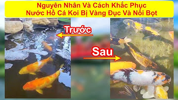 Nguyên Nhân Và Cách Khắc Phục Nước Hồ cá Koi Bị Vàng Đục Và Nổi Bọt #hokoi #vicakoi #vikoi #hokoi